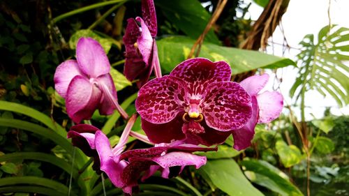 Close-up of pink flower