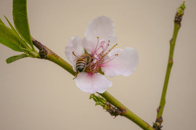 Close-up of cherry blossoms in spring