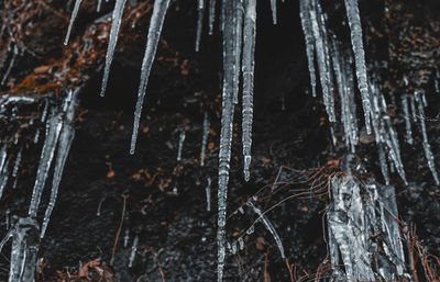 Close-up of icicles on tree trunk during winter