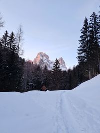 Pine trees on snow covered field against sky