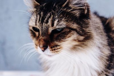 Close-up of cat
