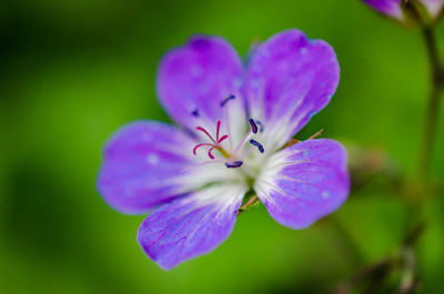 Close-up of purple flower blooming outdoors