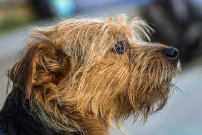 Close-up of dog looking away