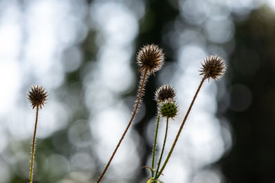 Close-up of wilted flower