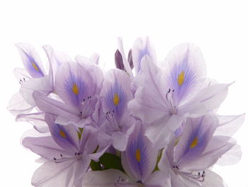 Close-up of purple flowering plant against white background