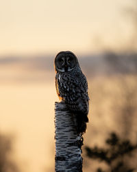 Close-up of bird perching on tree