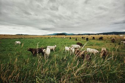 Cows grazing on field against sky