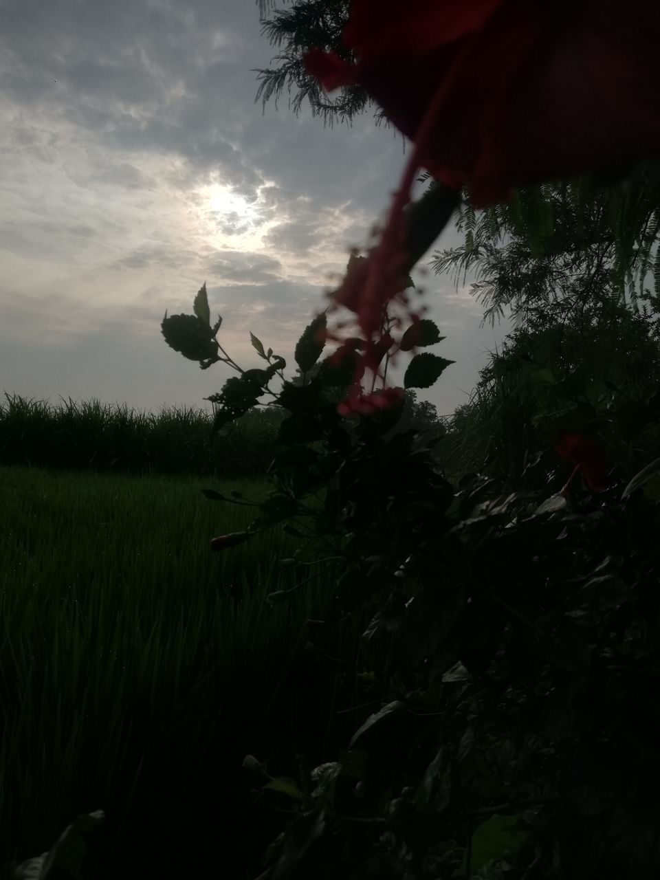 plant, sky, nature, growth, flower, cloud, land, tree, one person, sunlight, field, agriculture, darkness, beauty in nature, crop, morning, outdoors, landscape, grass, rural scene, leaf, adult, food, environment