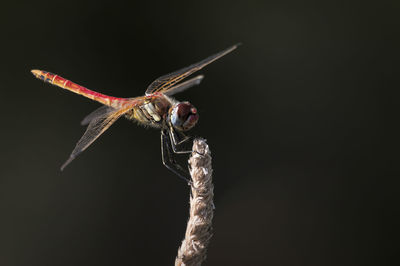 Close-up of insect