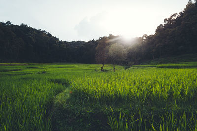 Scenic view of field against sky