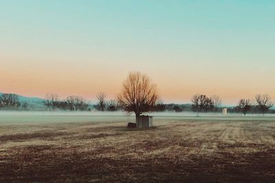 Bare trees on field against sky during winter