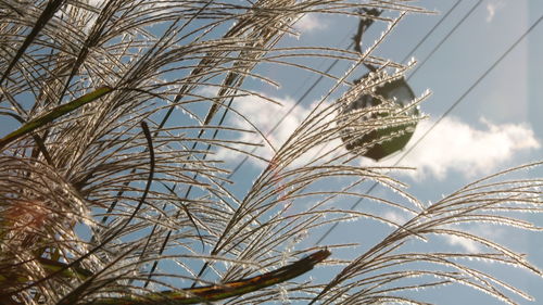 Low angle view of tall grass against sky