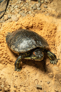 High angle view of turtle on rock