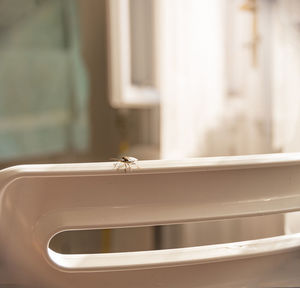 Close-up of housefly on window