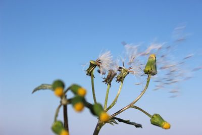 Low angle view of flowers against blue sky