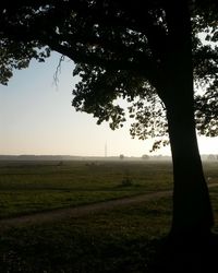 Trees on grassy field