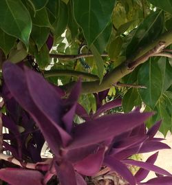 Close-up of flower tree