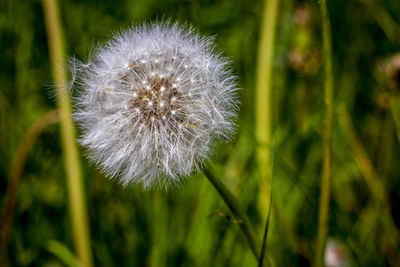 Close-up of dandelion flower on field