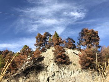 Low angle view of trees against sky