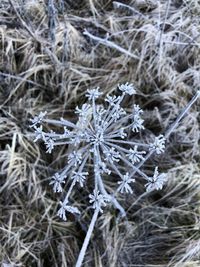 Close-up of frozen plant