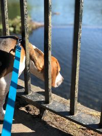 Close-up of dog on metal