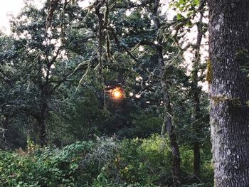 Trees growing in forest