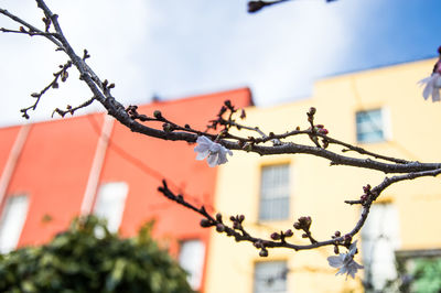 Low angle view of tree against sky