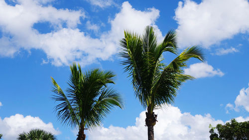 Low angle view of palm trees against sky