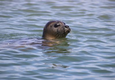 Seal swimming the english channel 