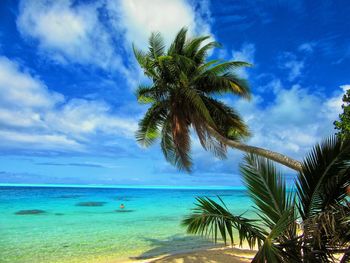 Palm trees on beach against sky