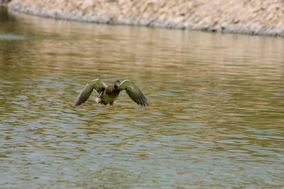 Bird flying over lake