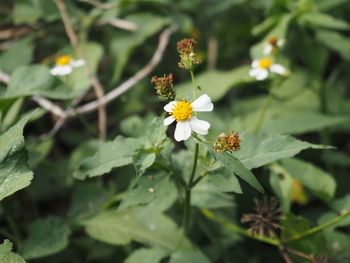 Close-up of yellow flowering plant