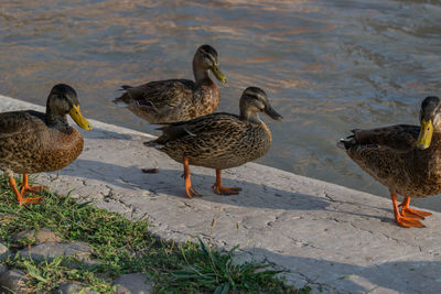 Ducks on water