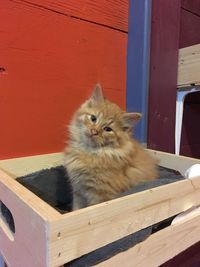 Portrait of cat sitting on wood