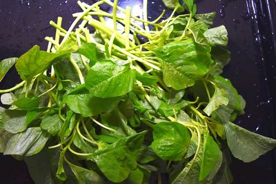 High angle view of fresh green plants in water