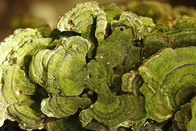 Full frame shot of fresh green leaf in water