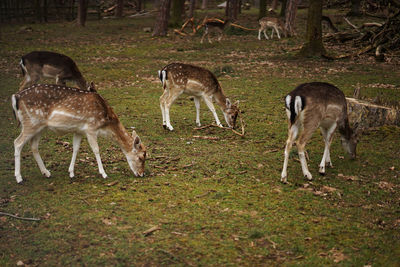 Deer standing in a field