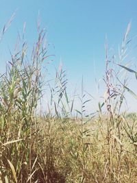 Close-up of plants on field against clear blue sky