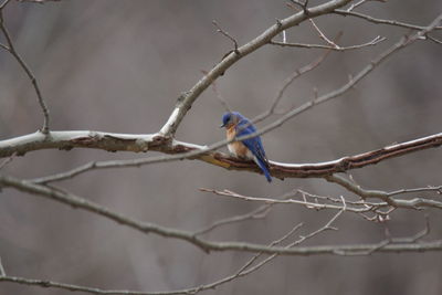 Bird perching on branch