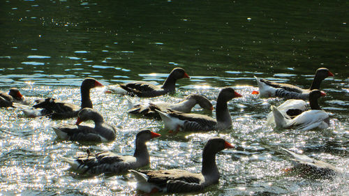 Swans swimming in lake