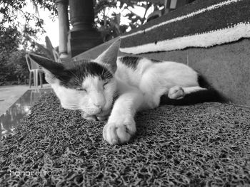 Close-up of cat sleeping on rug