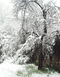 Trees on snow covered field