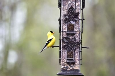 Birds perching on a bird feeder