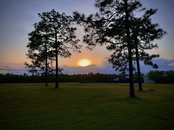 Silhouette tree on field against sky at sunset