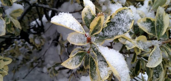 Close-up of frozen plants during winter