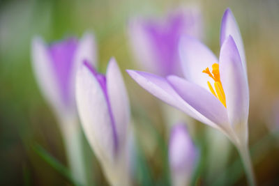 Close-up of purple crocus blooming outdoors