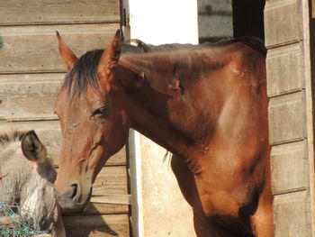 Horse in stable