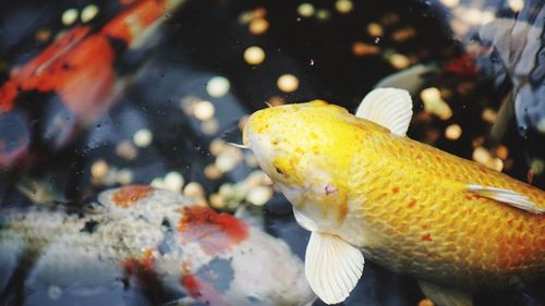 Close-up of fish in sea