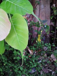 Close-up of fresh green leaves