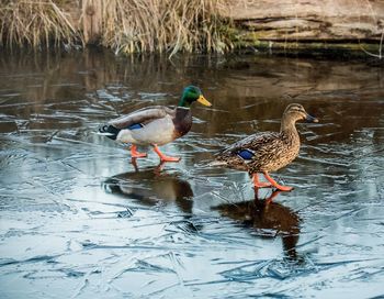 Ducks swimming on lake